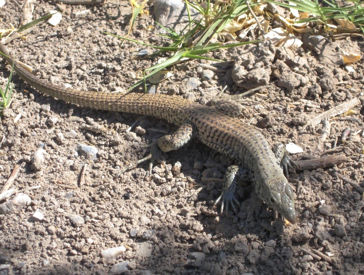 Whiptail